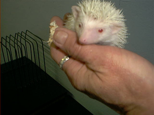 hedgehogbaby.jpg