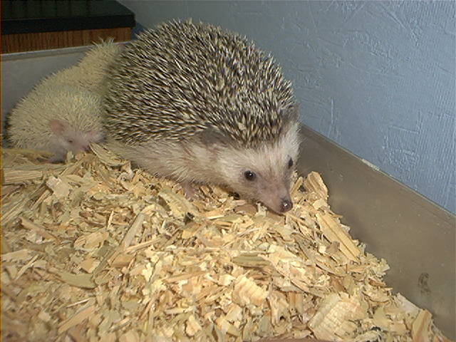 hedgehogmomandbabes.jpg